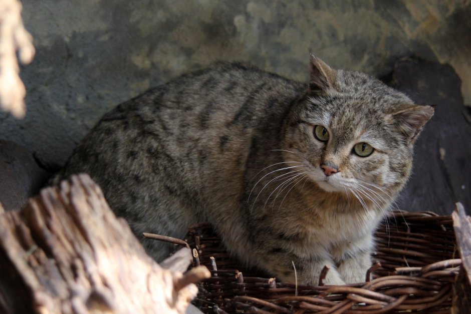 Felis Silvestris Cafra