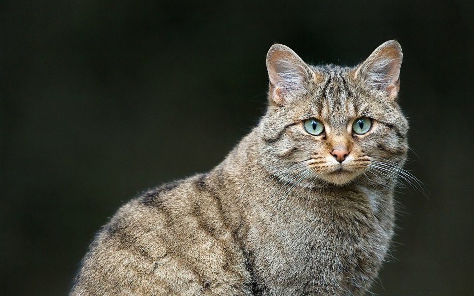 Китайская Гобийская кошка