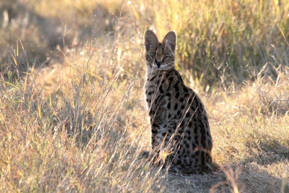Сервал (Leptailurus Serval),
