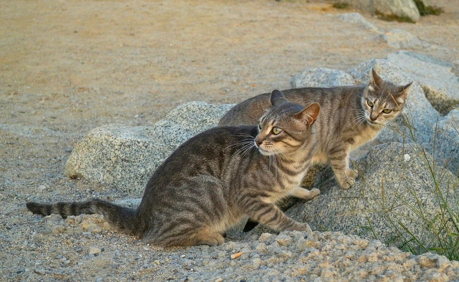 Нубийская кошка