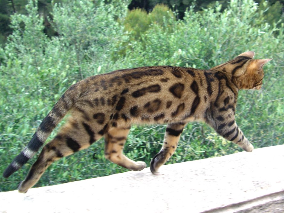 Бенгальская кошка