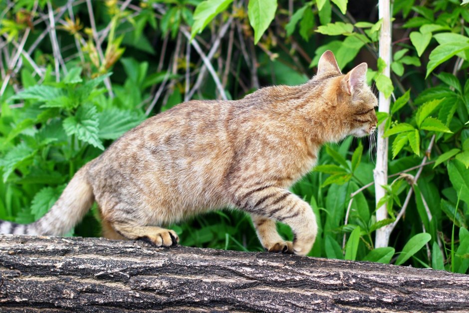 Кошка охотится