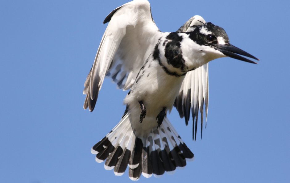 Ceryle Rudis