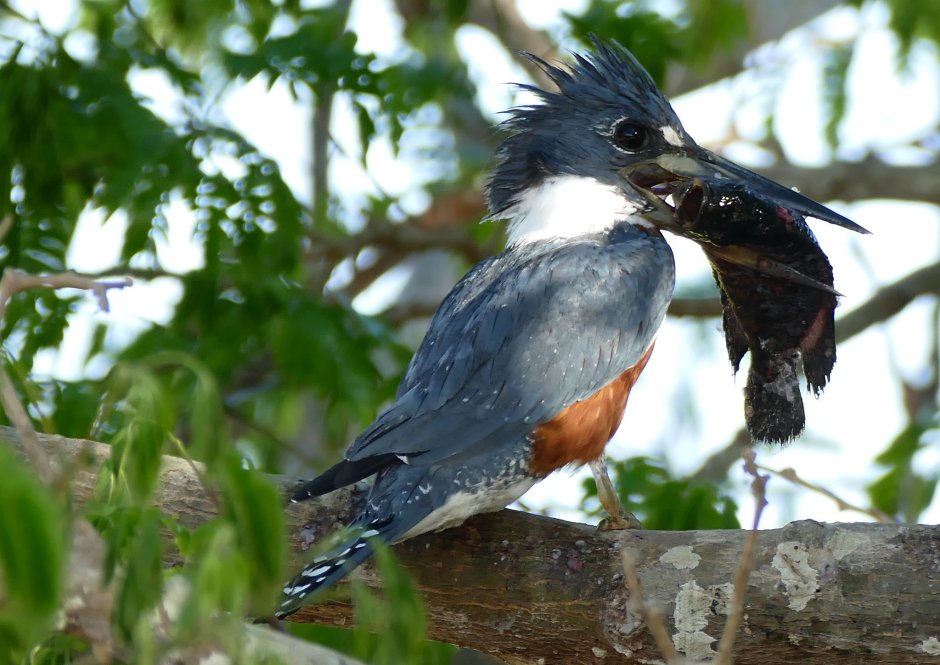 Ceryle torquata