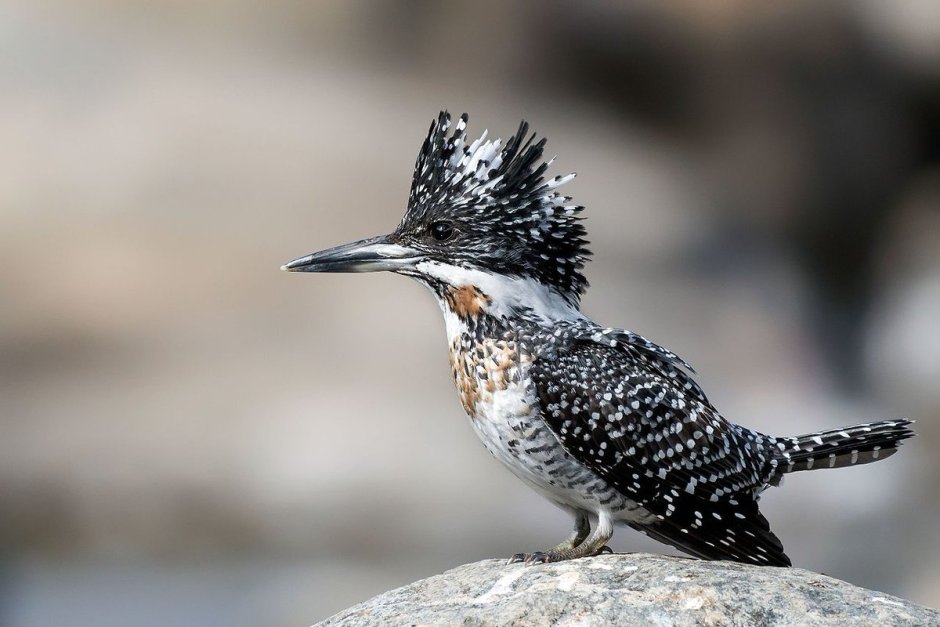 Megaceryle lugubris