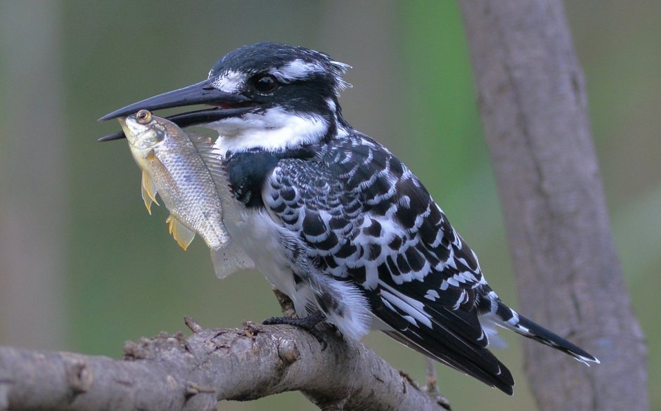Ceryle Rudis