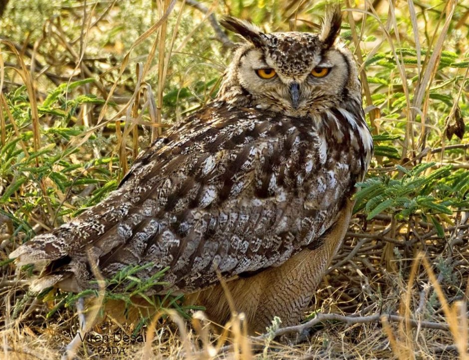 Узамбарский Филин