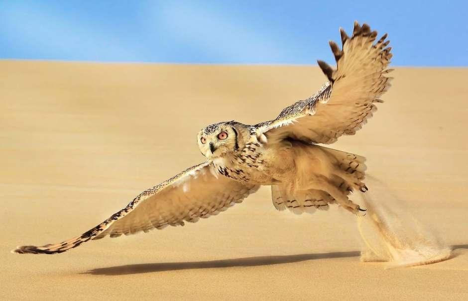 Bubo ascalaphus