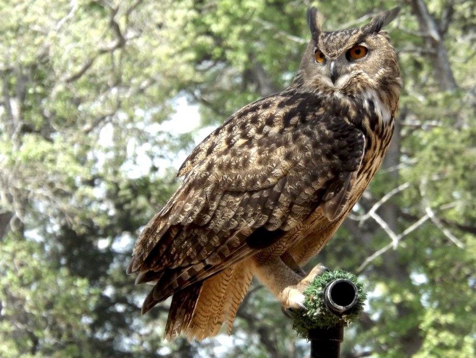 Филин обыкновенный (Bubo Bubo)