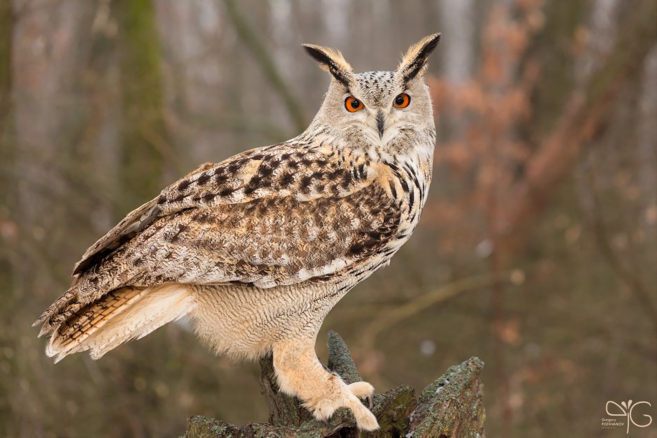 Филин обыкновенный (Bubo Bubo)