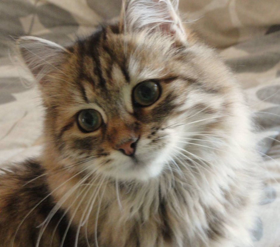 Сибирский Мао кот