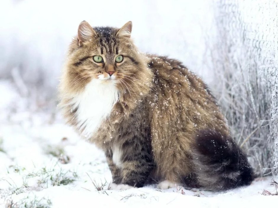 Сибирская пуховая кошка