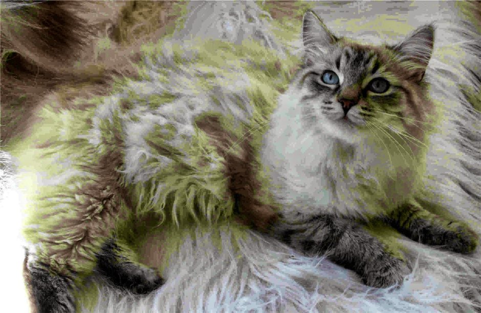 Сибирская полудлинношерстная кошка