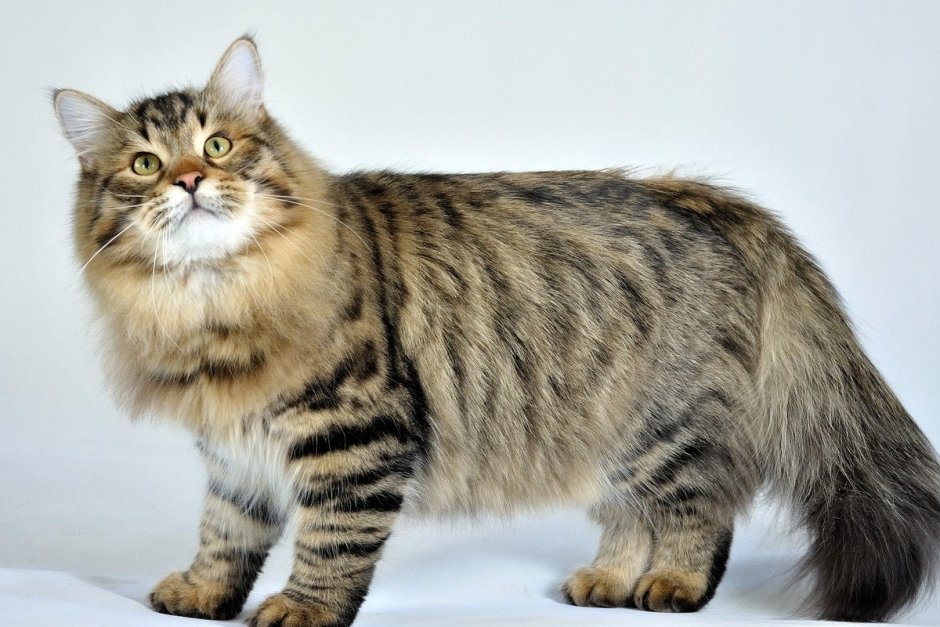 Сибирская кошка короткошерстная