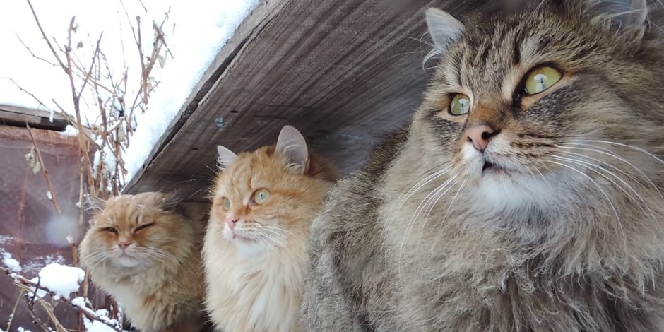 Суровые Сибирские коты