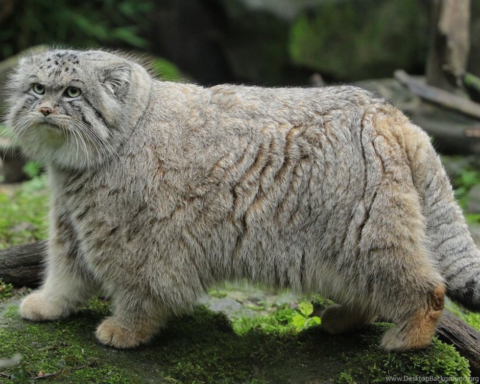 Манул (палласов кот)