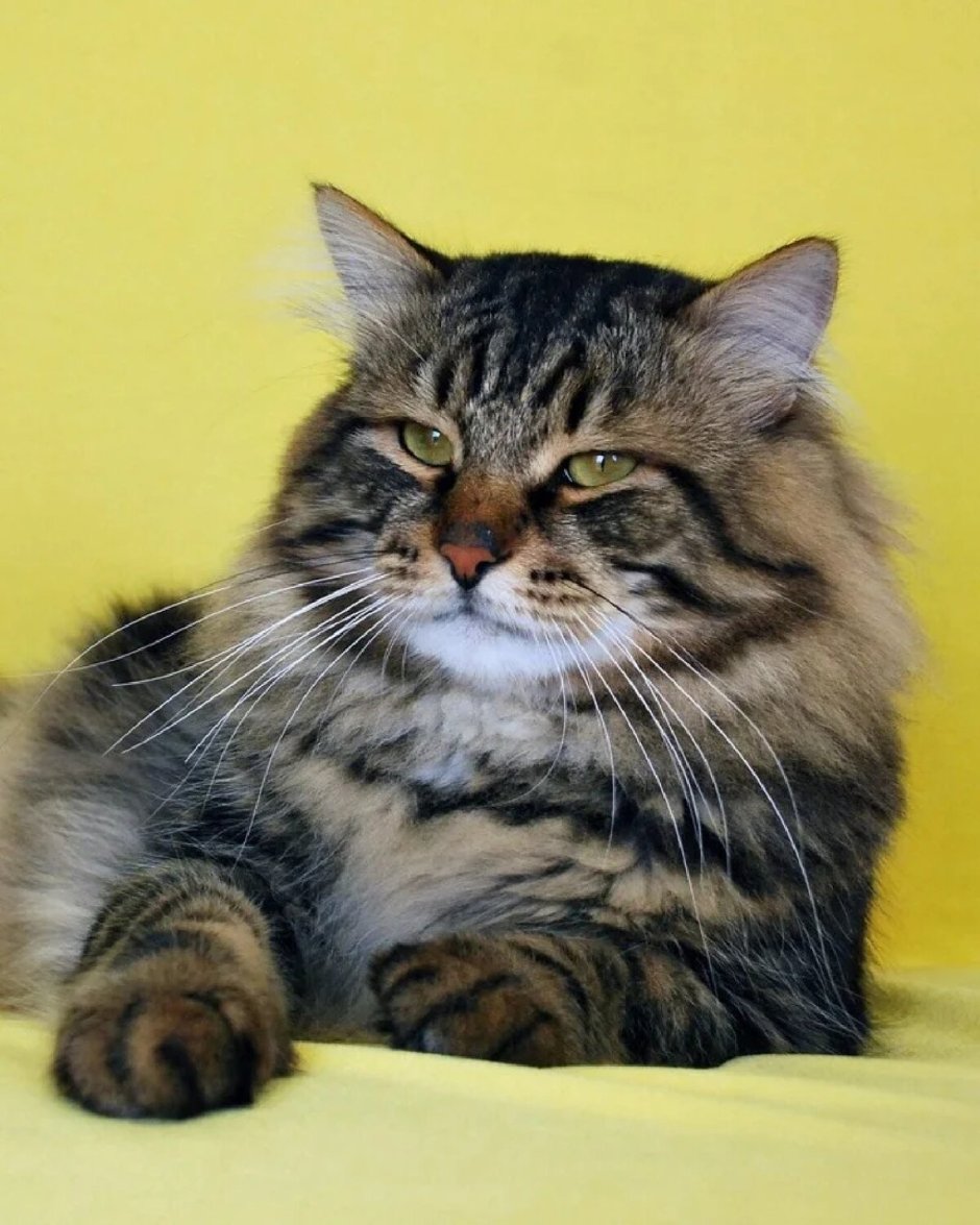 Сибирские коты