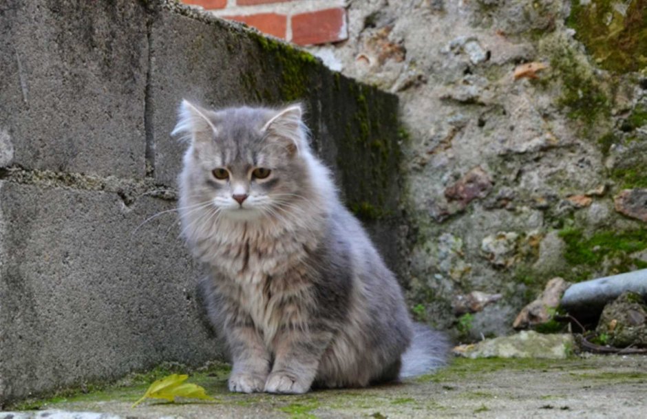 Игривые Сибирские кошки