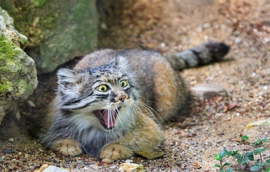 Манул (палласов кот)