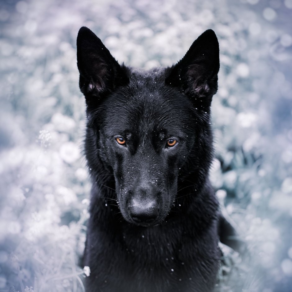 Malinois Puppy