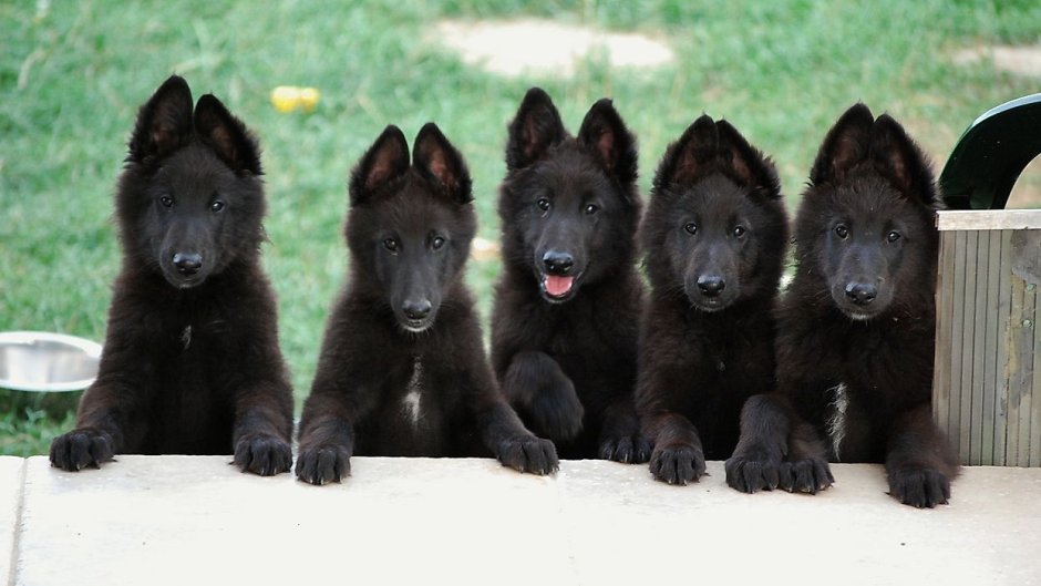 Черная немецкая овчарка k-9