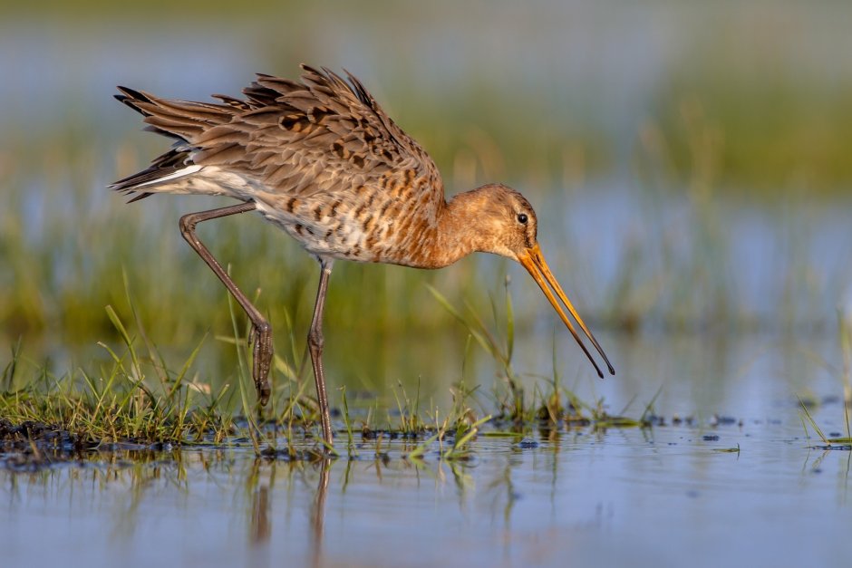 The Black-tailed Godwit (Limosa Limosa)