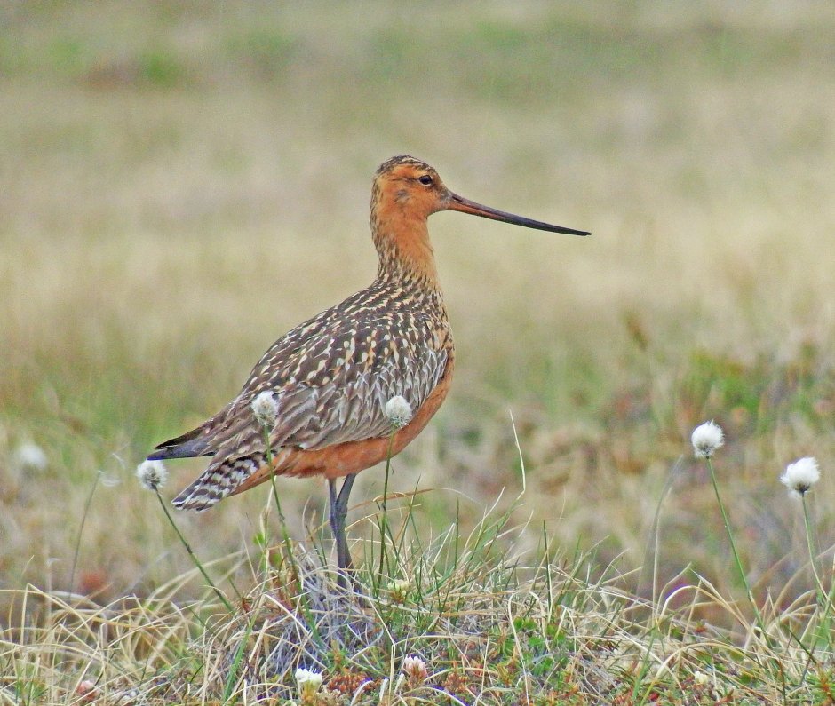 Большой веретенник - Limosa Limosa