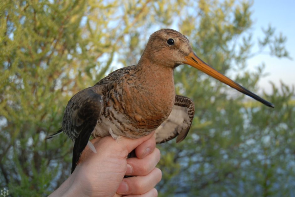 Большой веретенник - Limosa Limosa