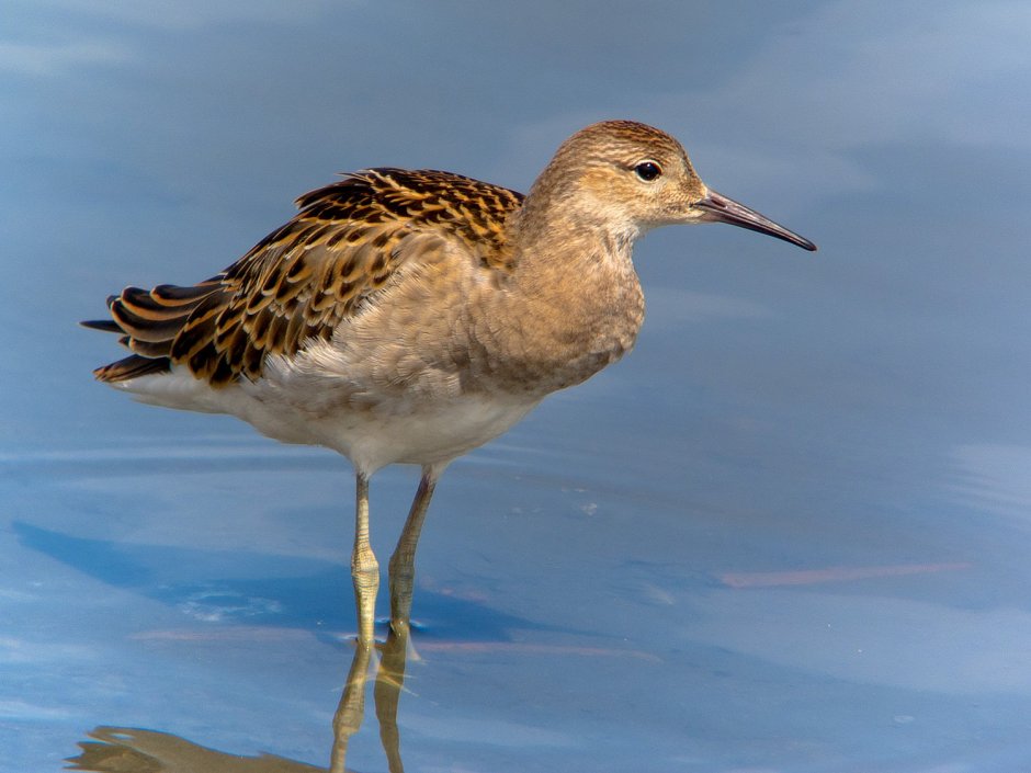 Bar-tailed Godwit