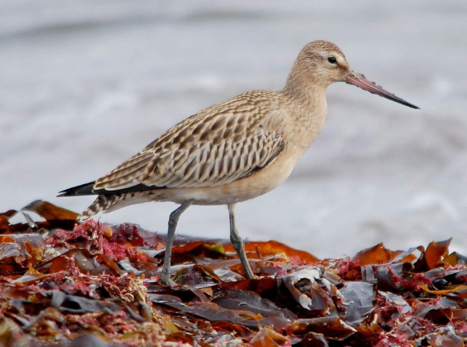 Limosa lapponica