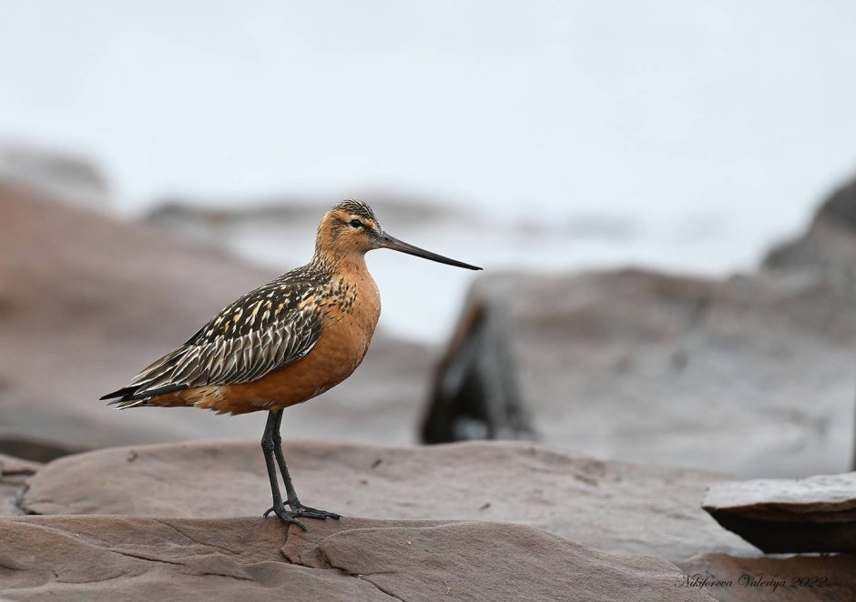 Marbled Godwit