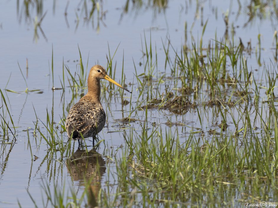 Limosa lapponica