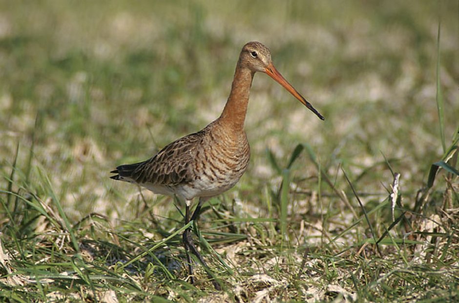 Малый веретенник Limosa lapponica