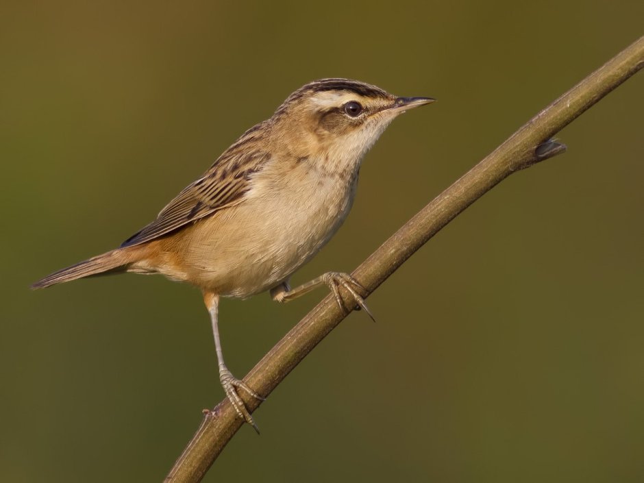 Тростниковая камышевка Acrocephalus scirpaceus