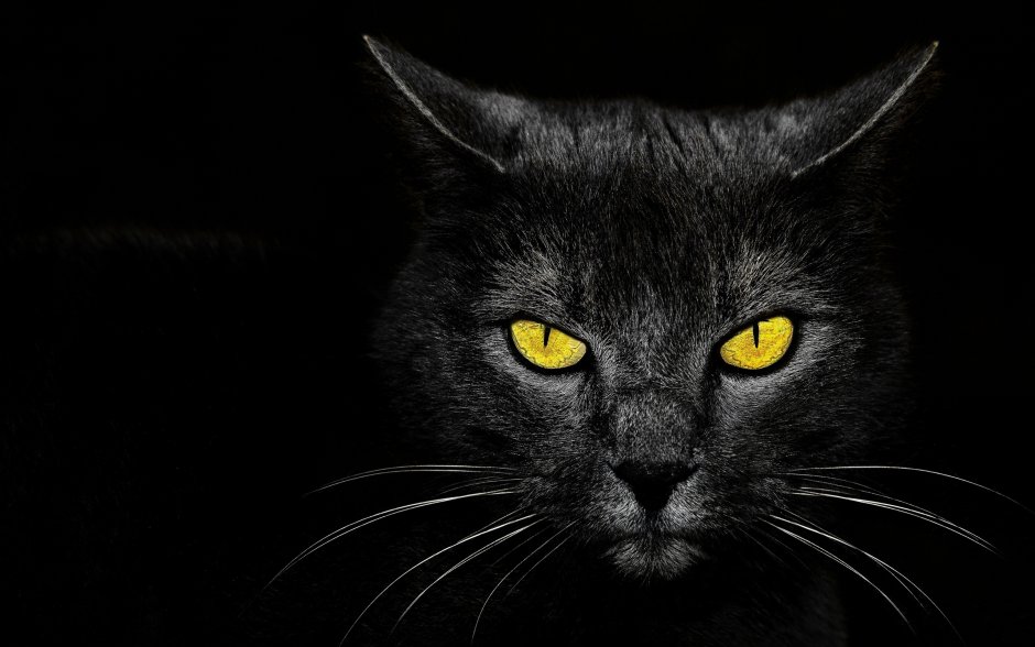 Чёрный кот