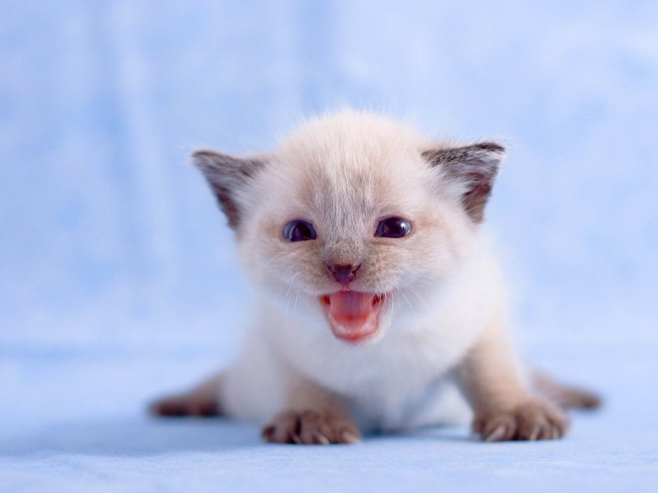 Маленький котенок