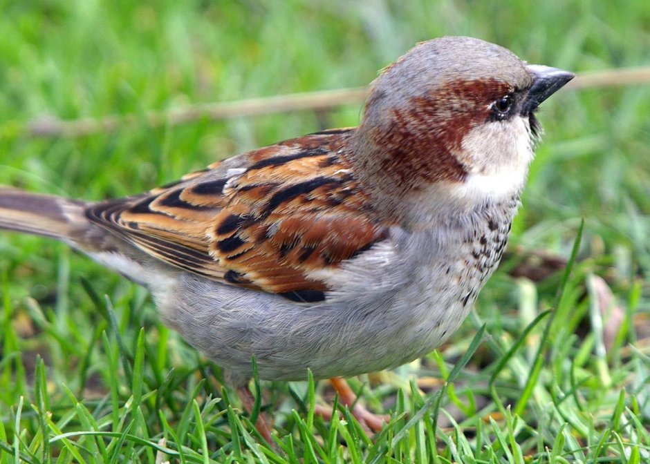 Воробей Sparrow