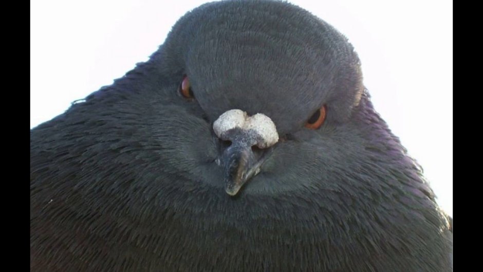 Голубь рисунок