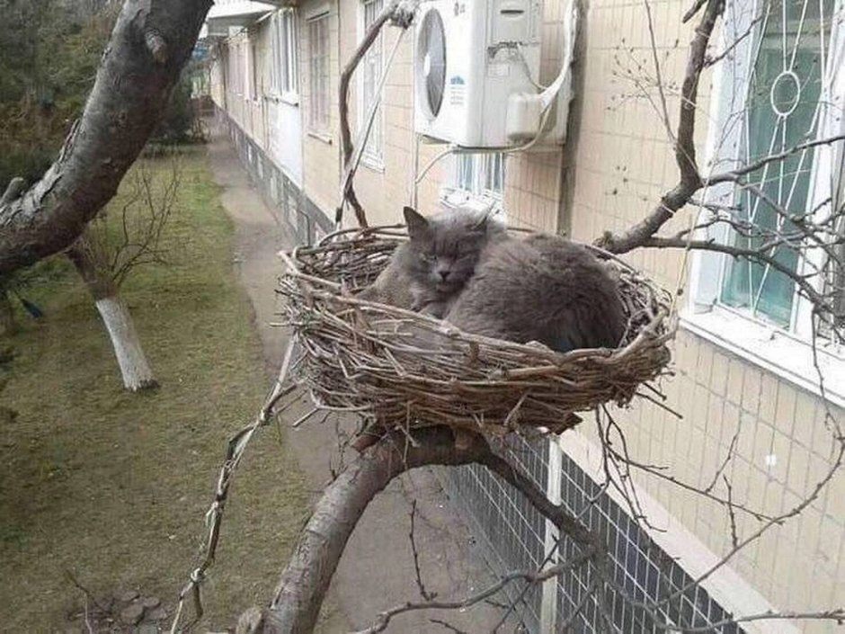 Гнездо для кошки