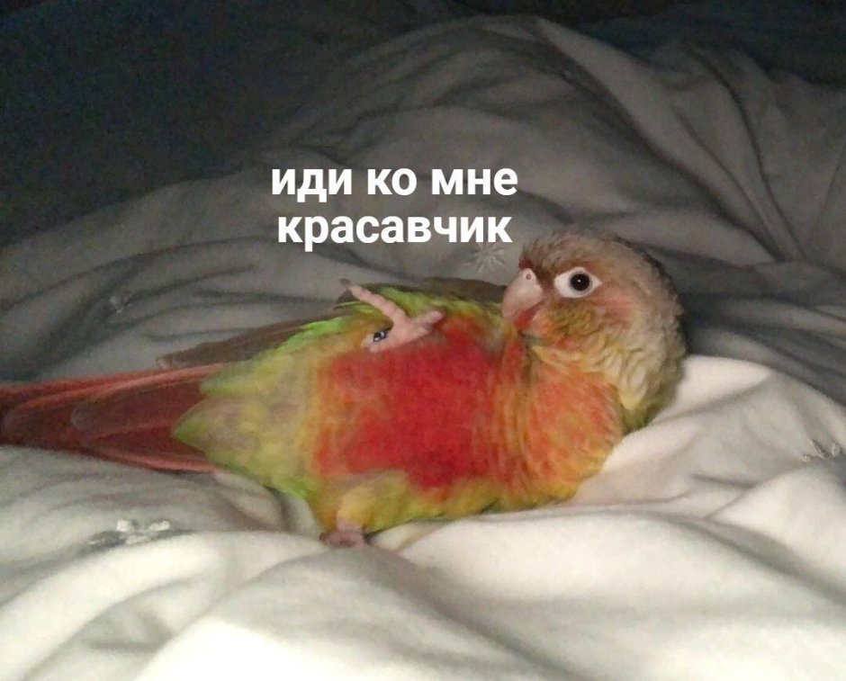 Попугай Мем