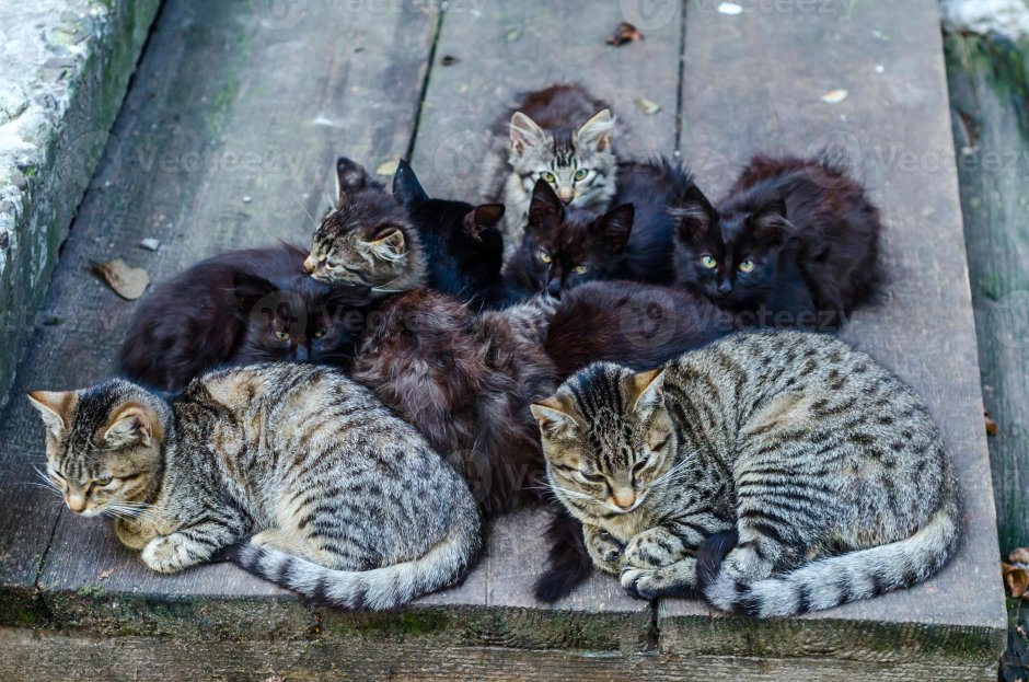 Котята разных пород