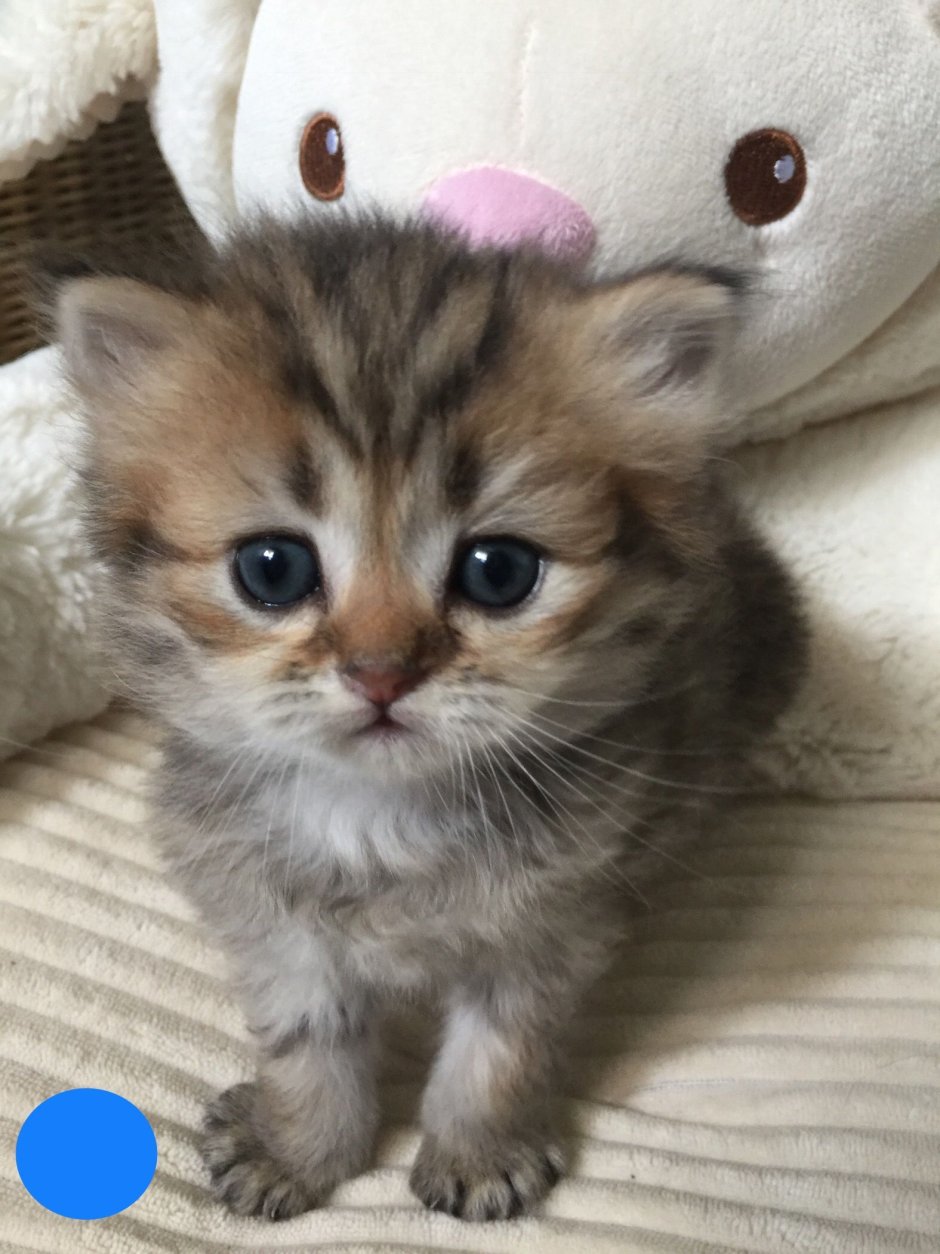 Много кошек