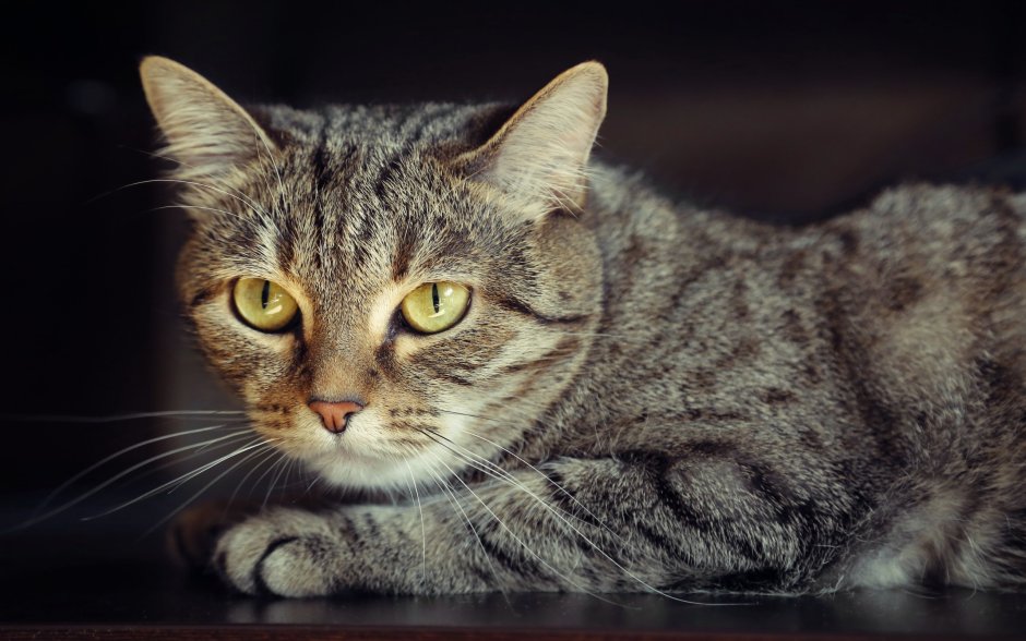 Двуликая кошка Химера