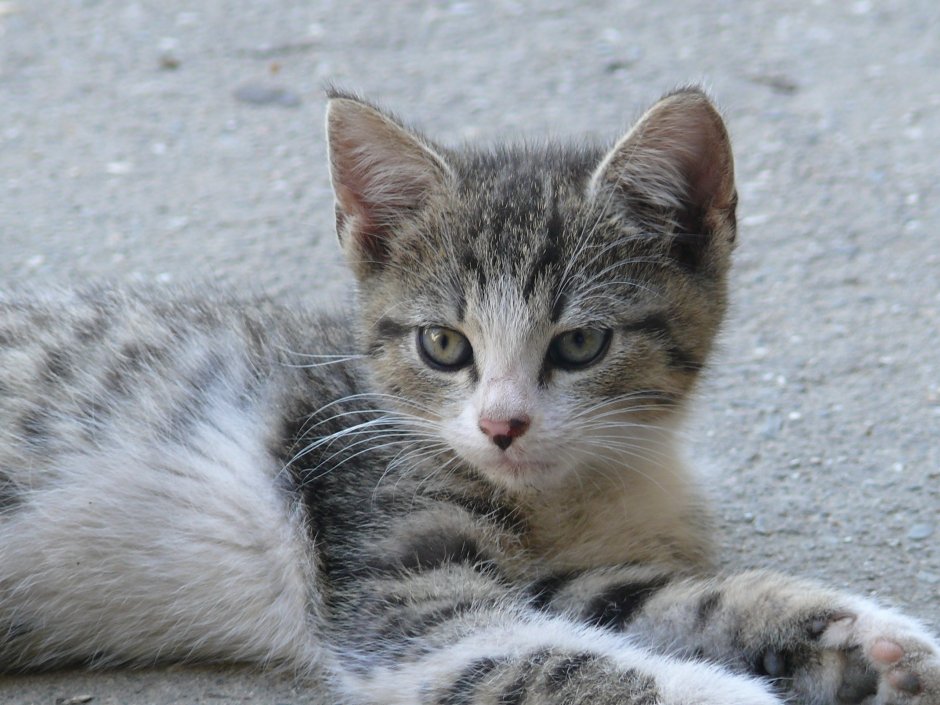Кошка крысоловка