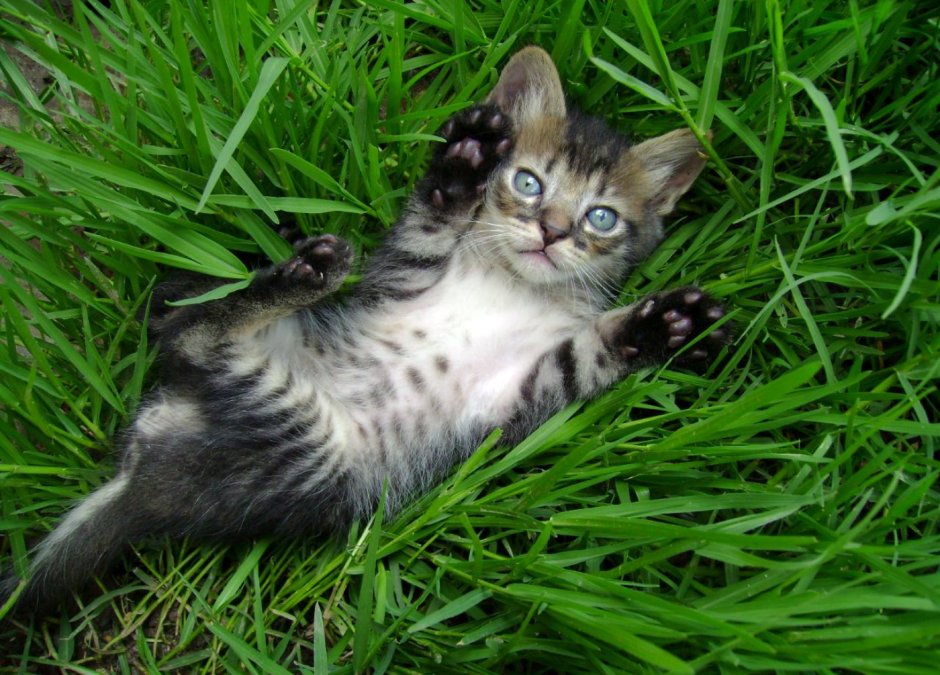 Котик с крыльями феи