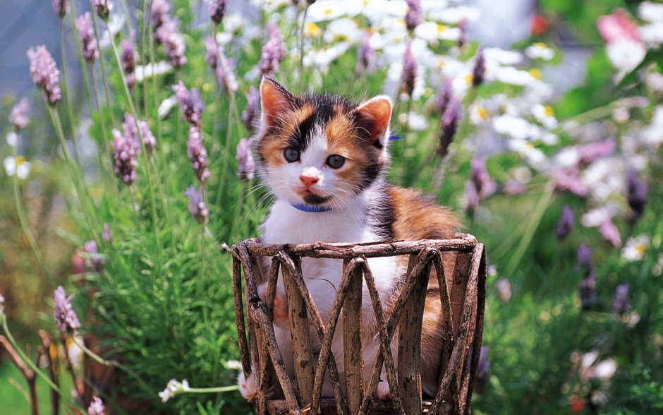 Котенок в траве