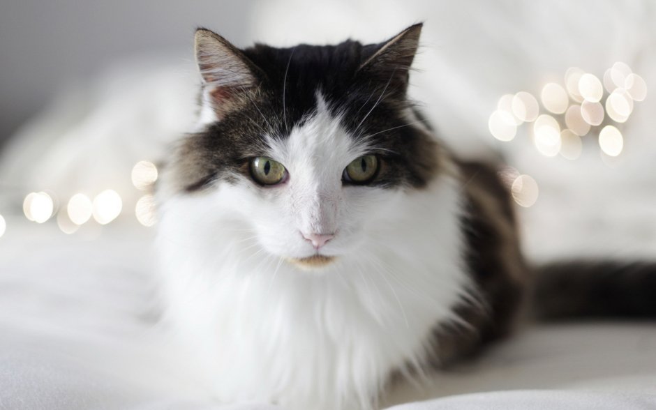 Уличный котенок
