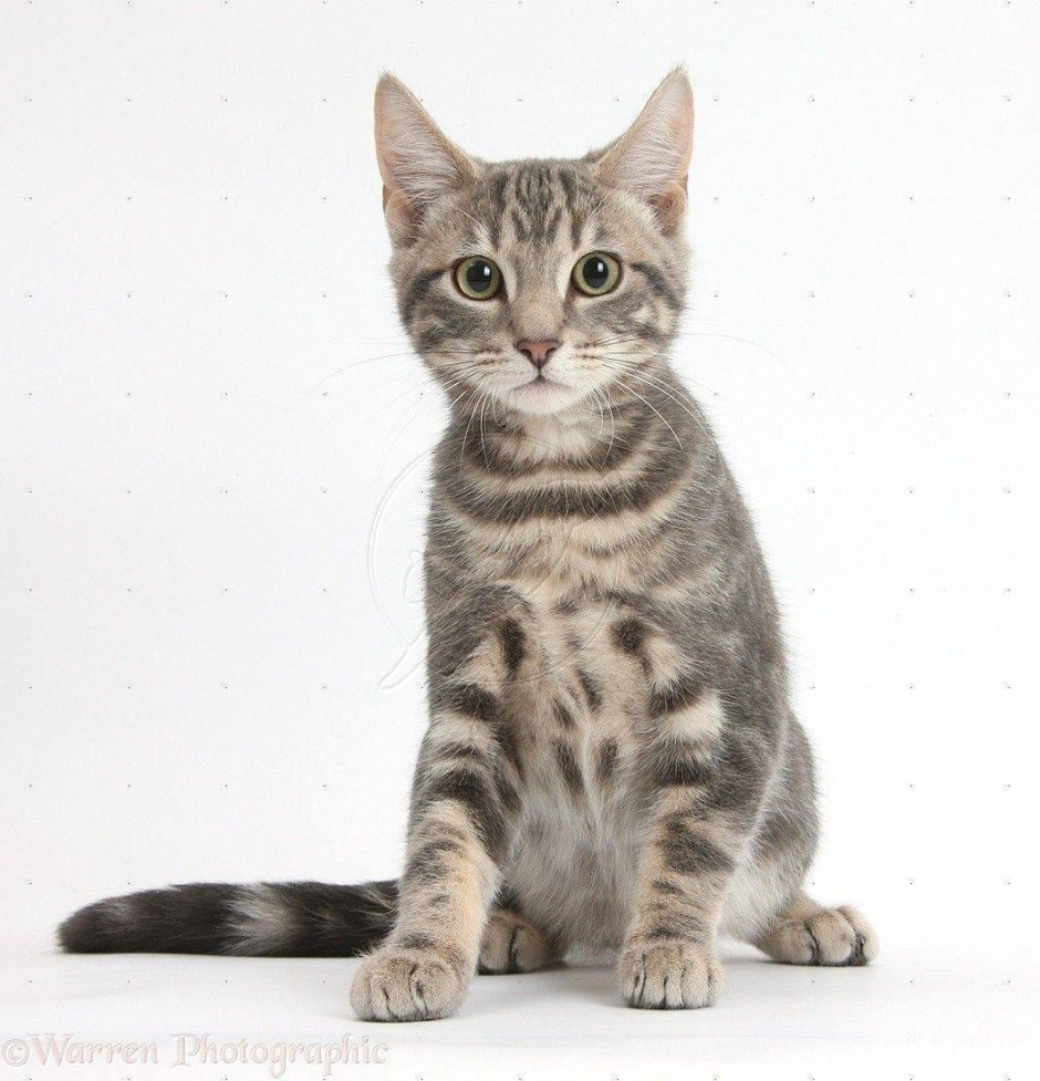 Азиатская табби кошка