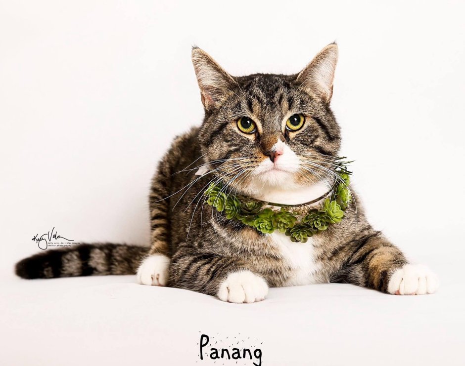 Silver tabby кошка