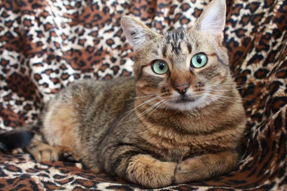Бенгальская кошка табби полосатый